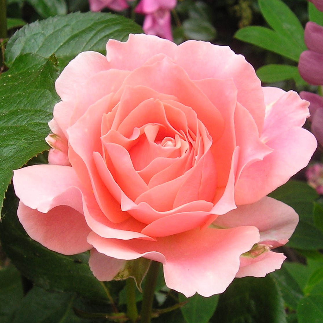 Margaret's Wish Margaret's Wish