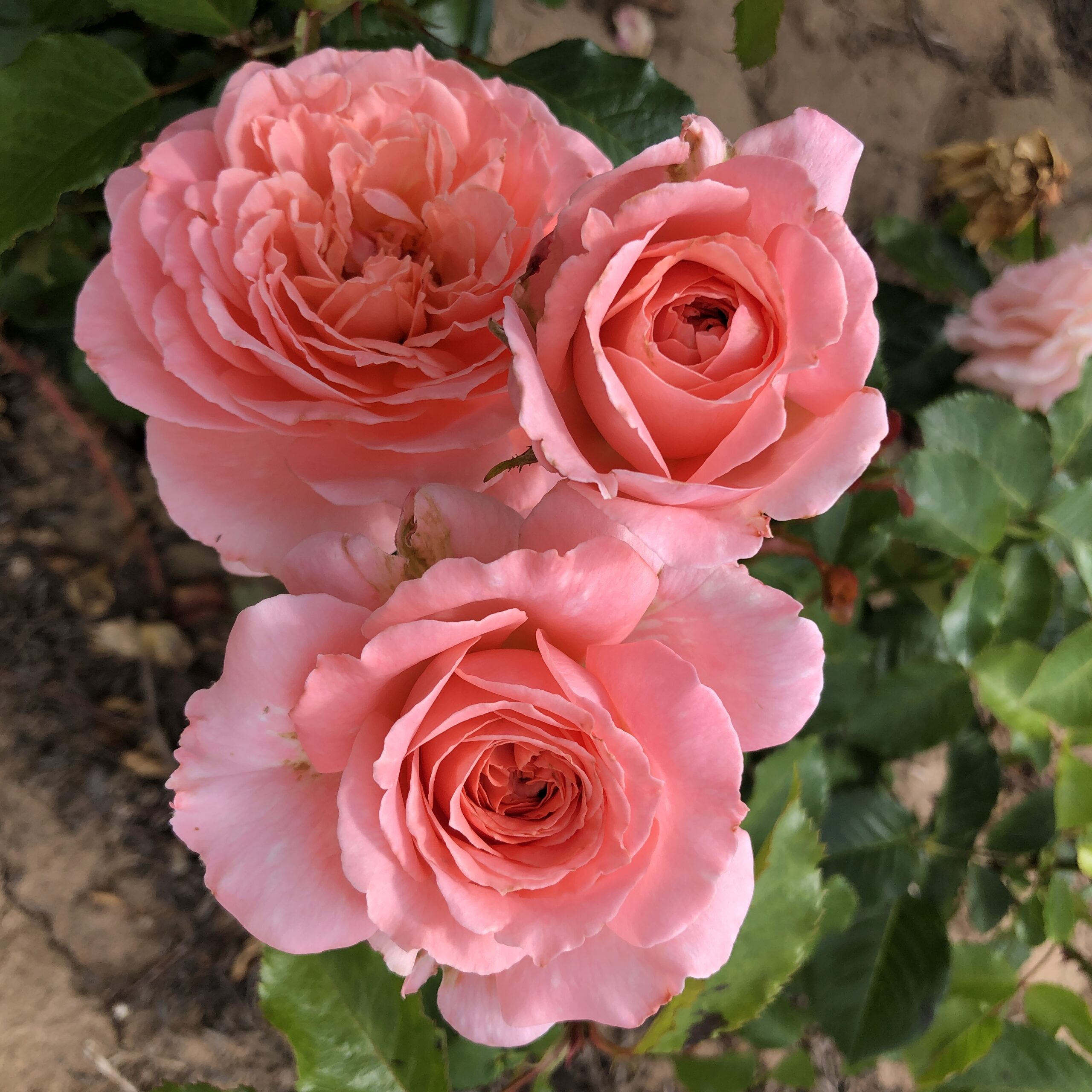 Margaret's Wish Margaret's Wish