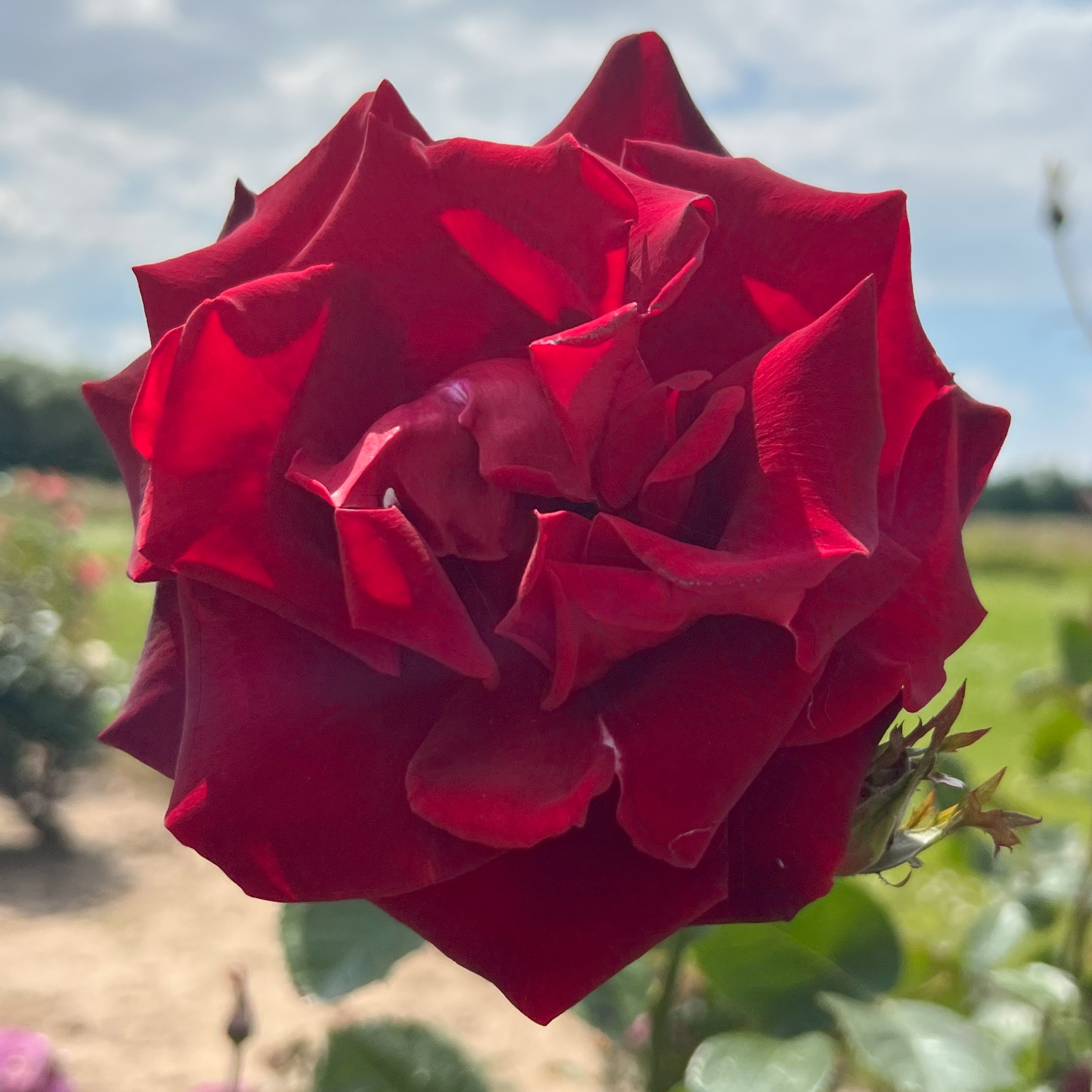 Nicole Eugenie Nicole Eugenie