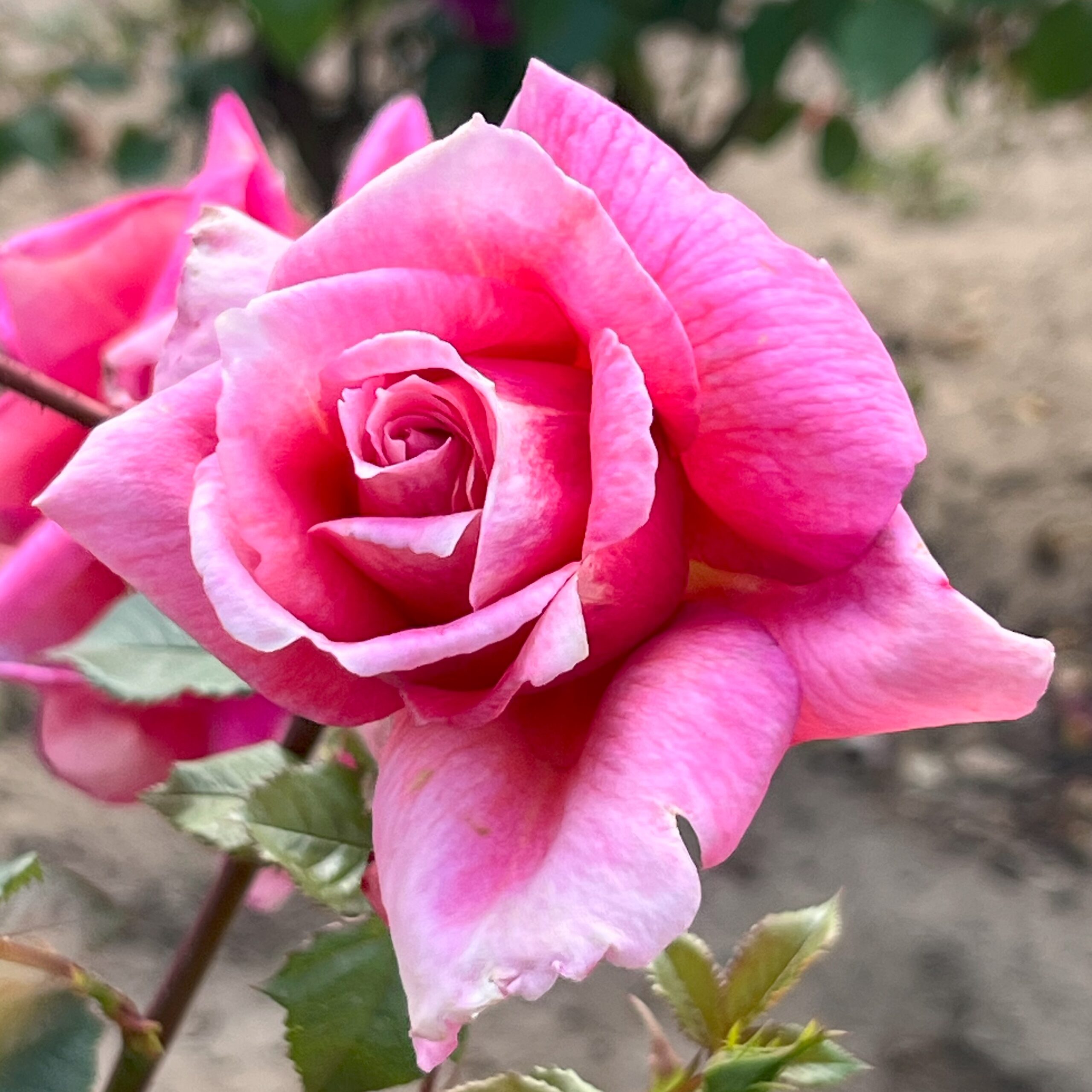 Precious Jenny Precious Jenny