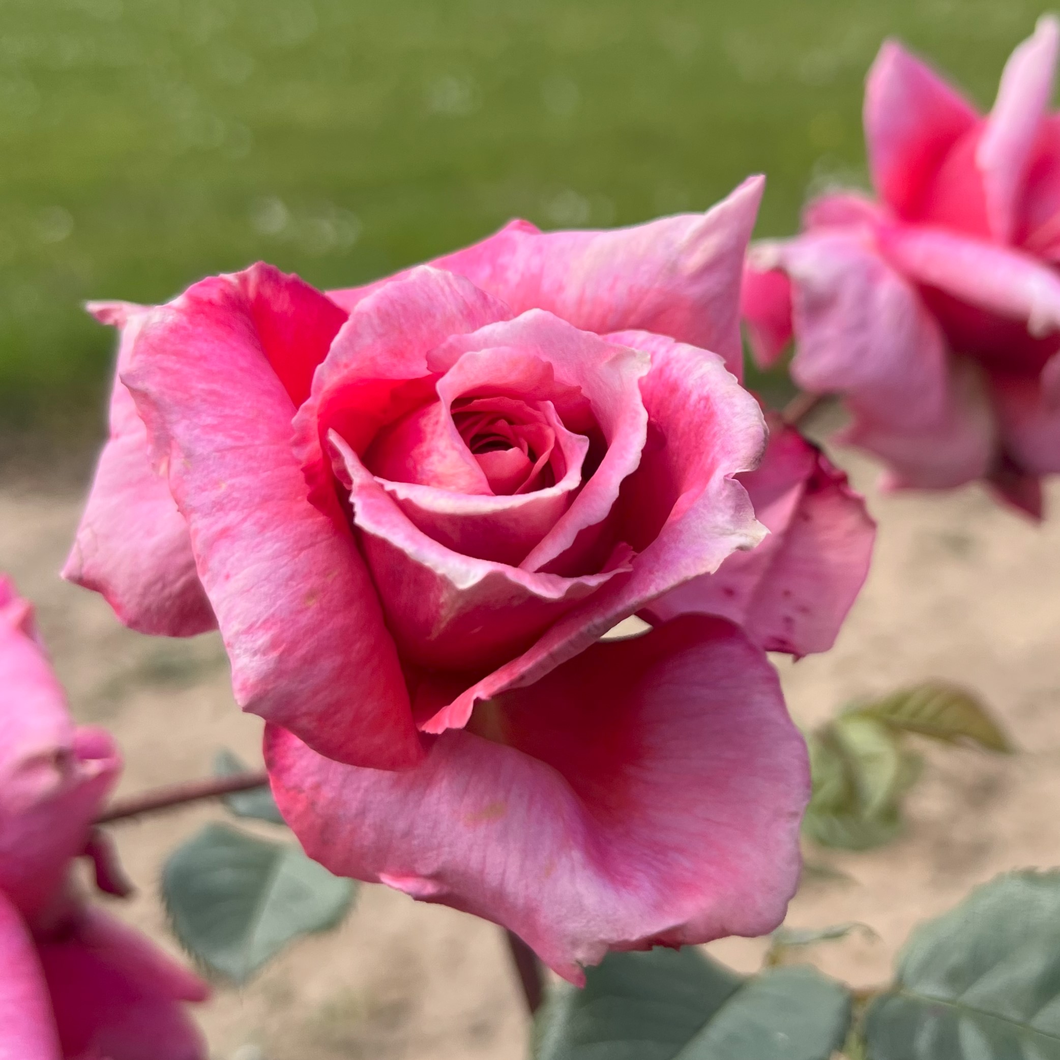 Precious Jenny Precious Jenny