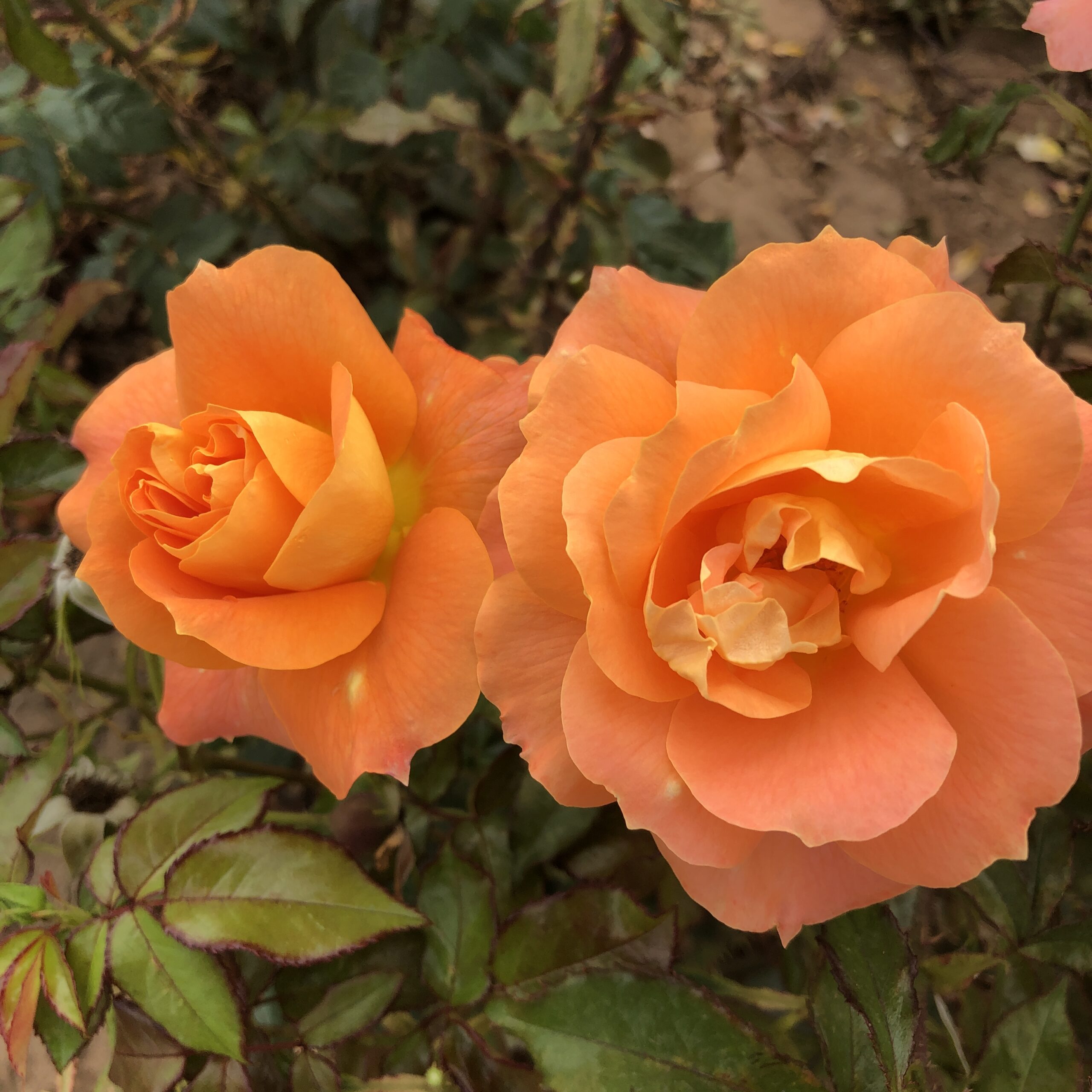 Rachel Marian Rachel Marian