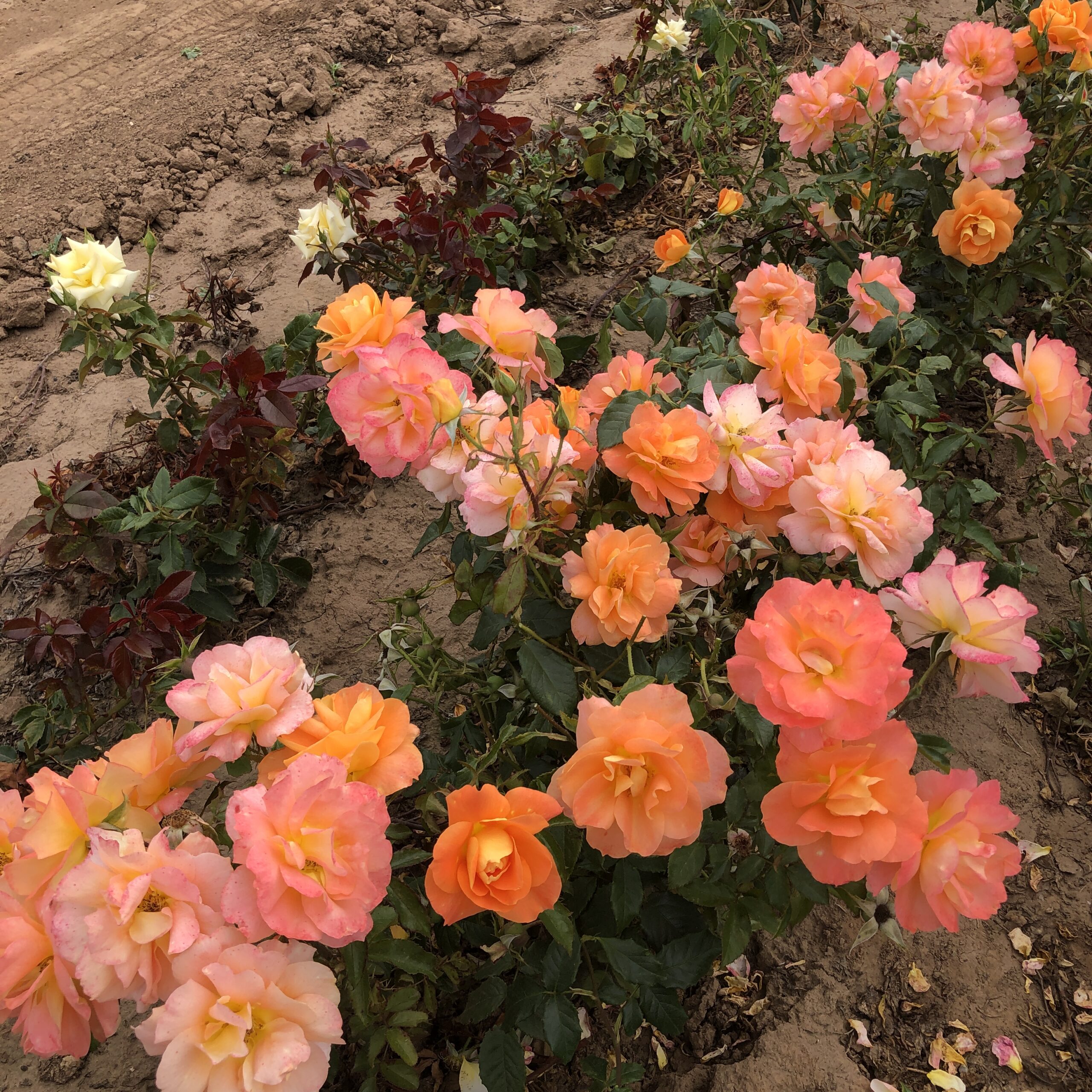 Rachel Marian Rachel Marian