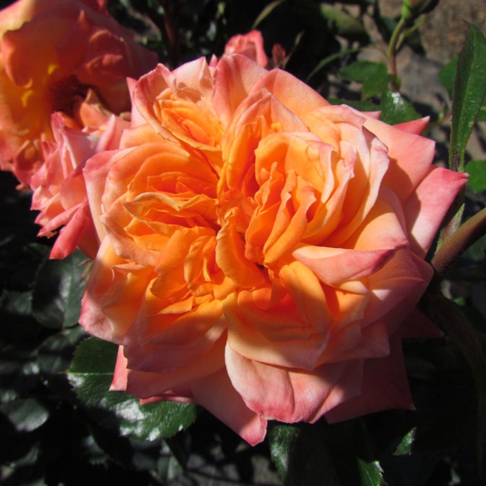 Rachel Marian Rachel Marian