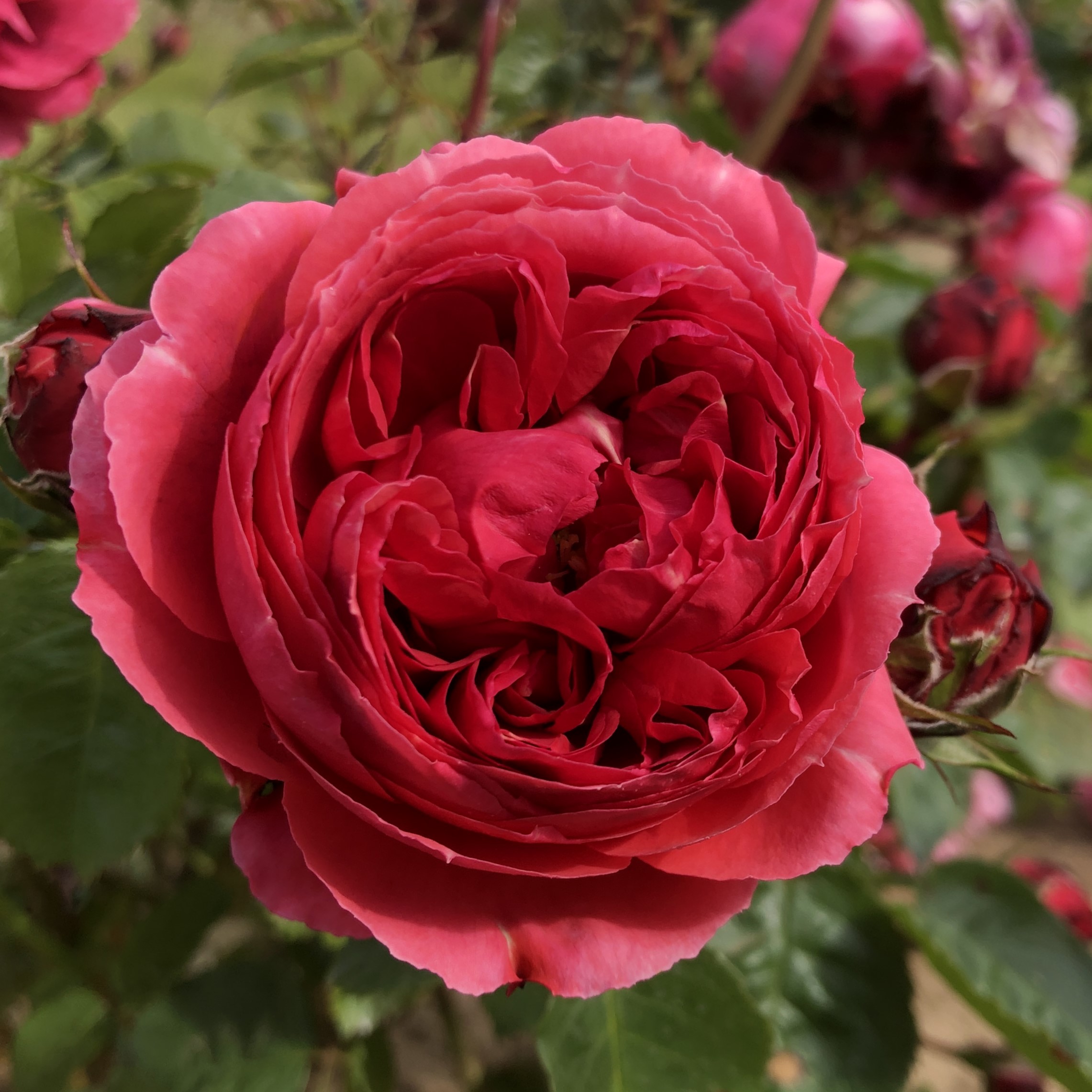 Shirley's Smile Shirley's Smile