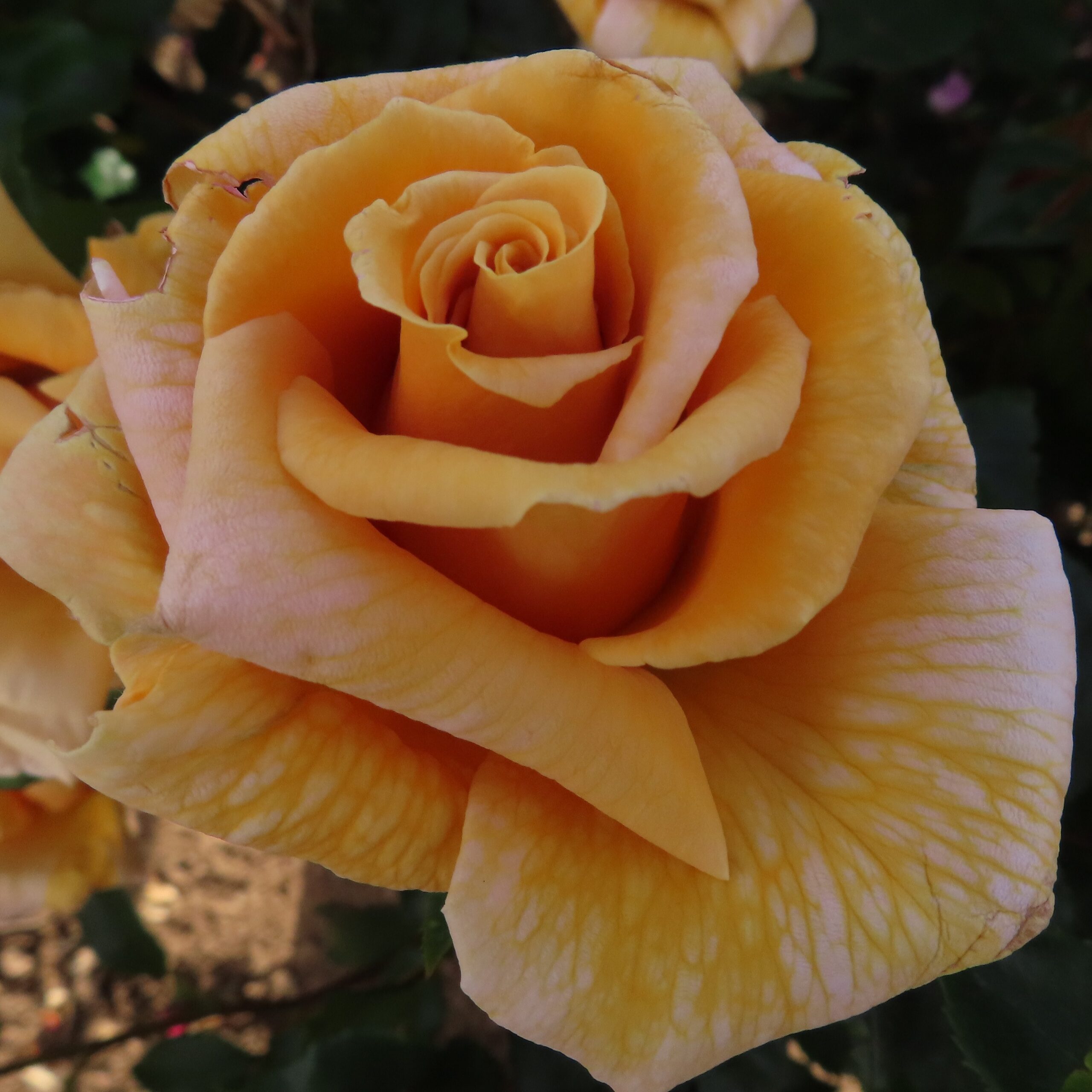 Terry's Rose Terry's Rose