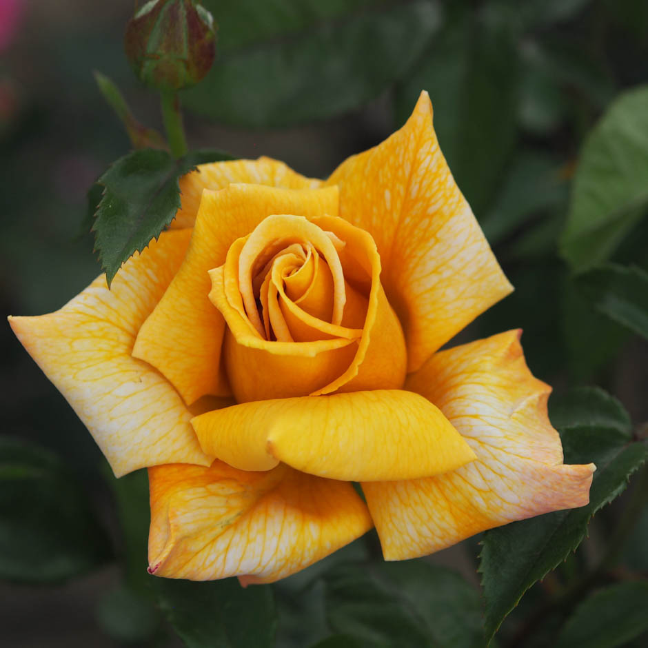 Terry's Rose Terry's Rose