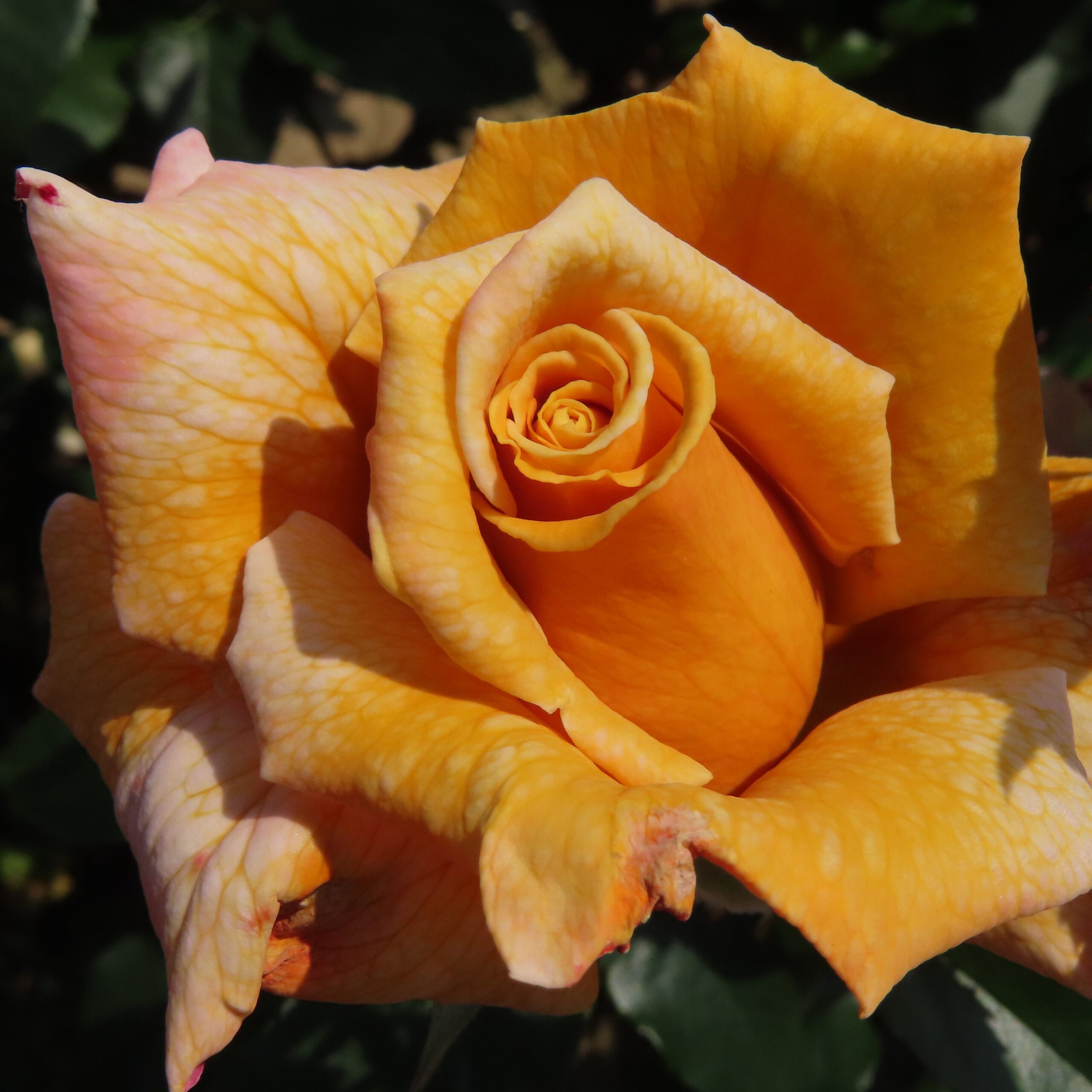 Terry's Rose Terry's Rose