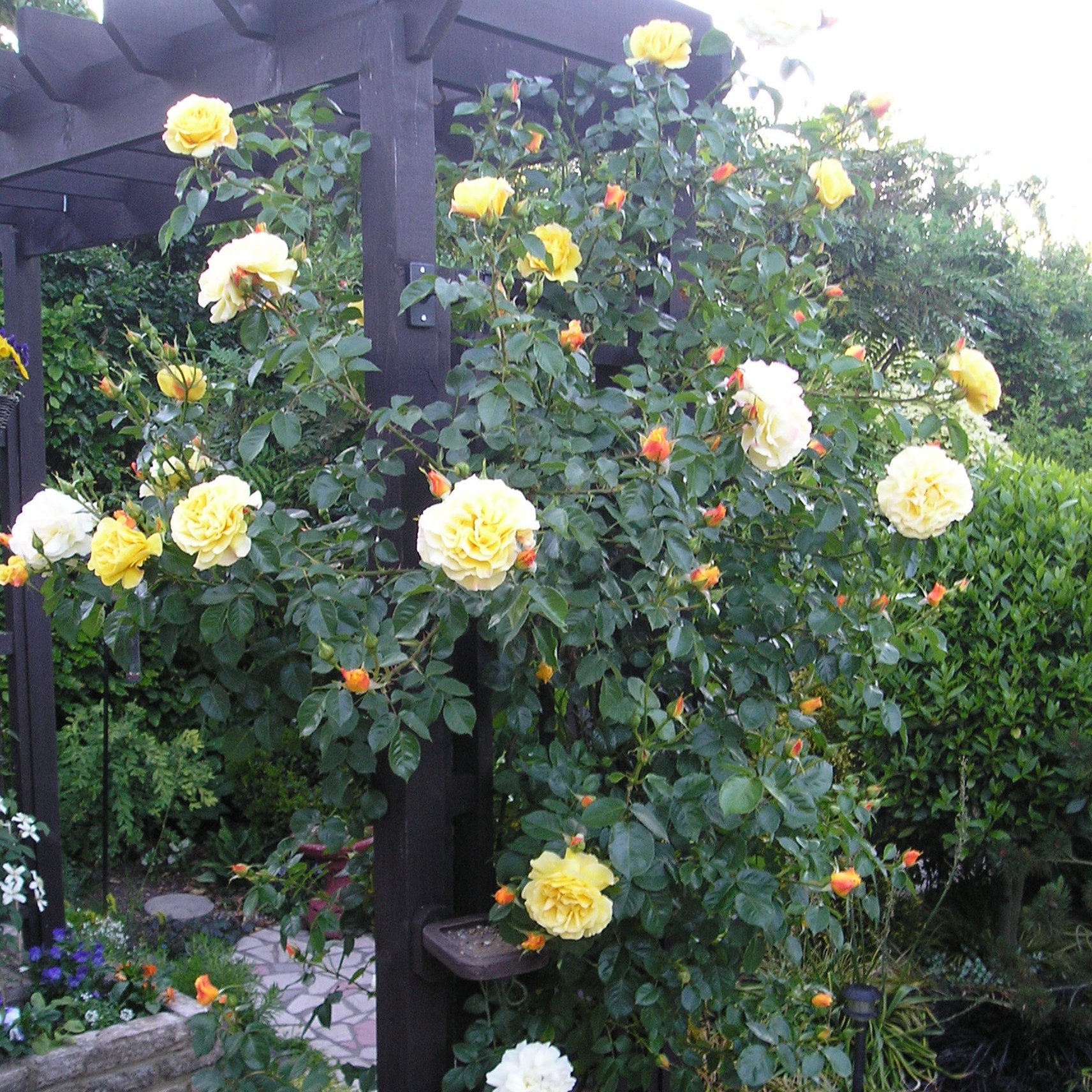 Colin's Choice Colin's Choice