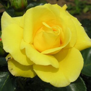 Colin's Choice Colin's Choice