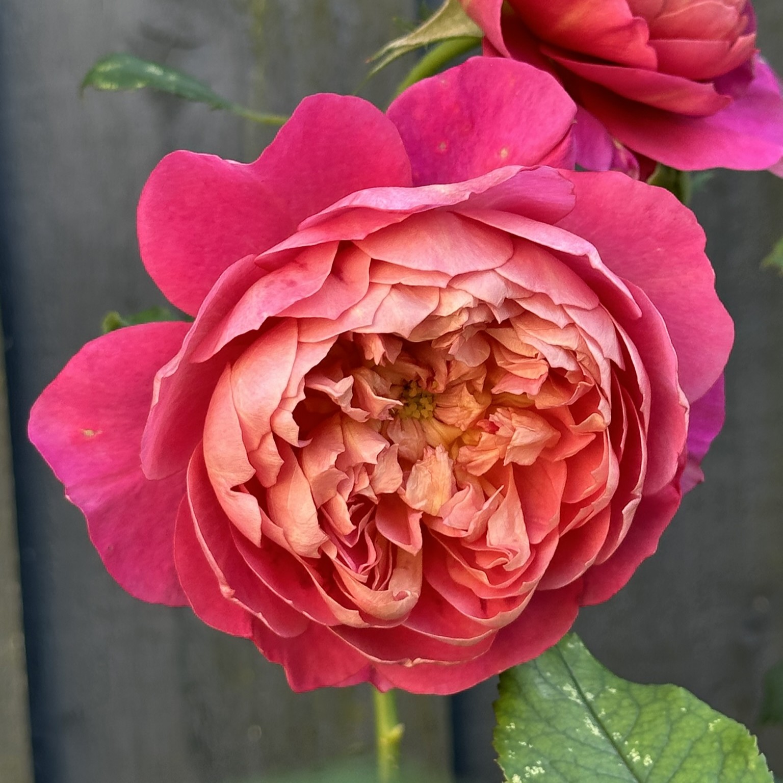 Emma Bridgewater Emma Bridgewater