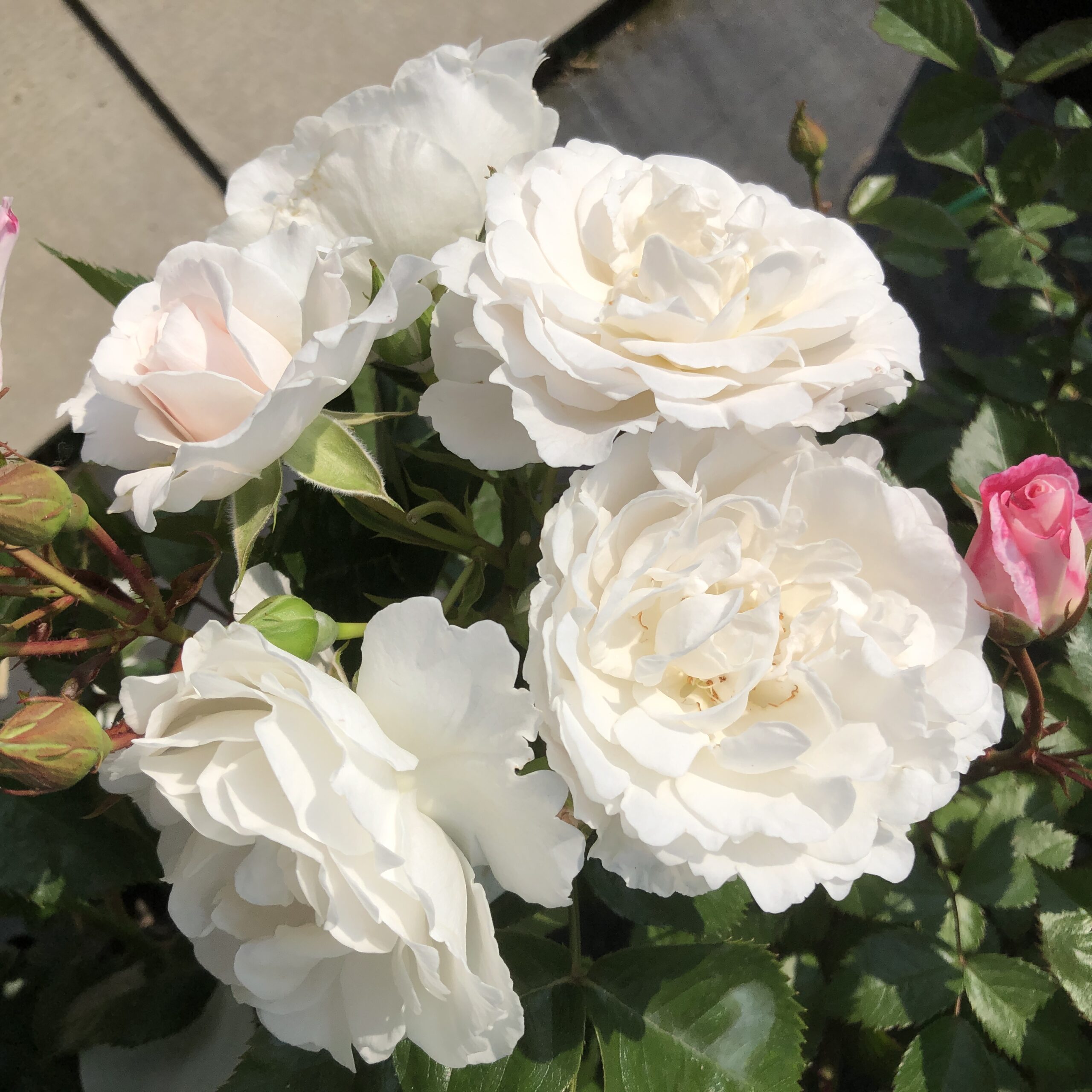 Joan's Jewel Joan's Jewel