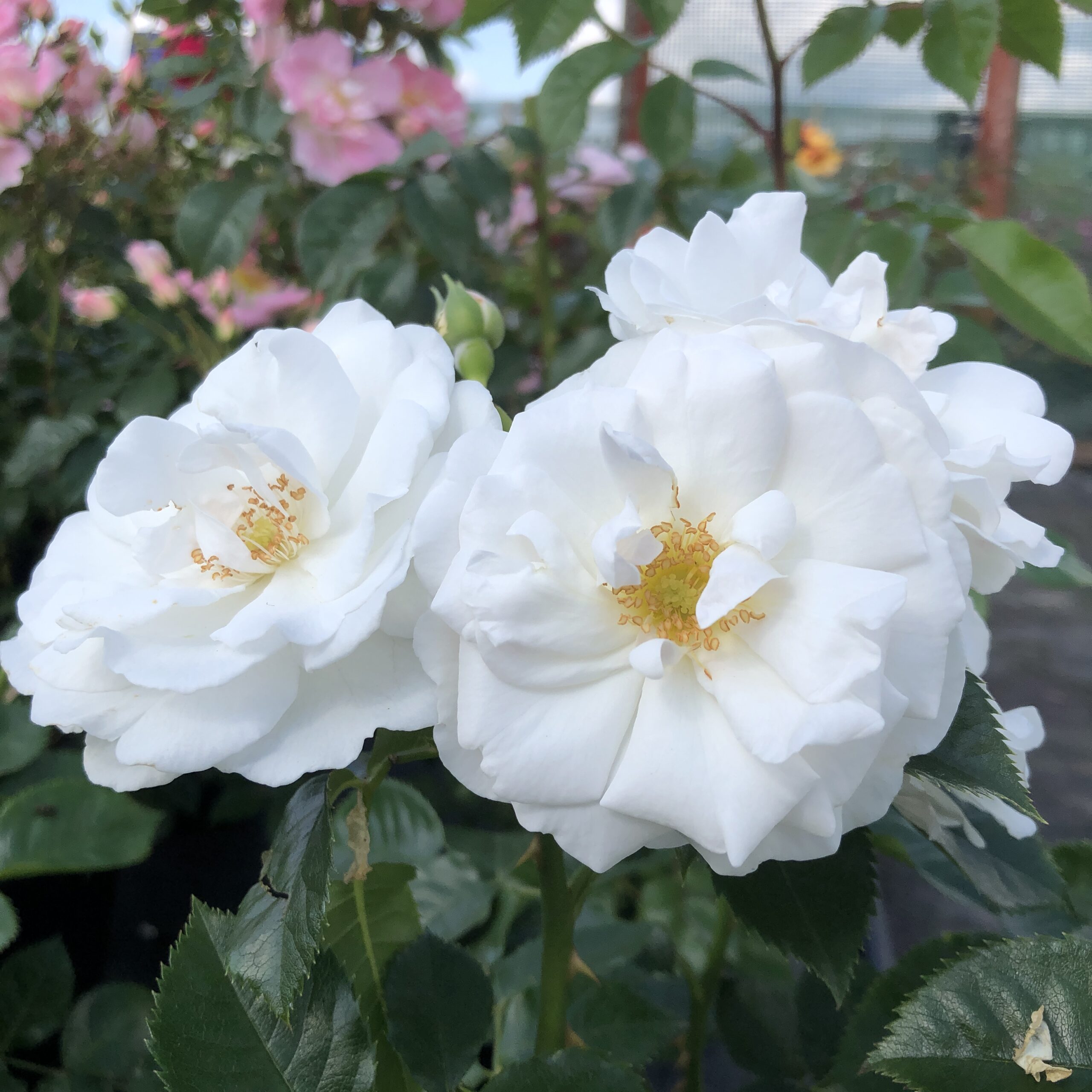 Joan's Jewel Joan's Jewel