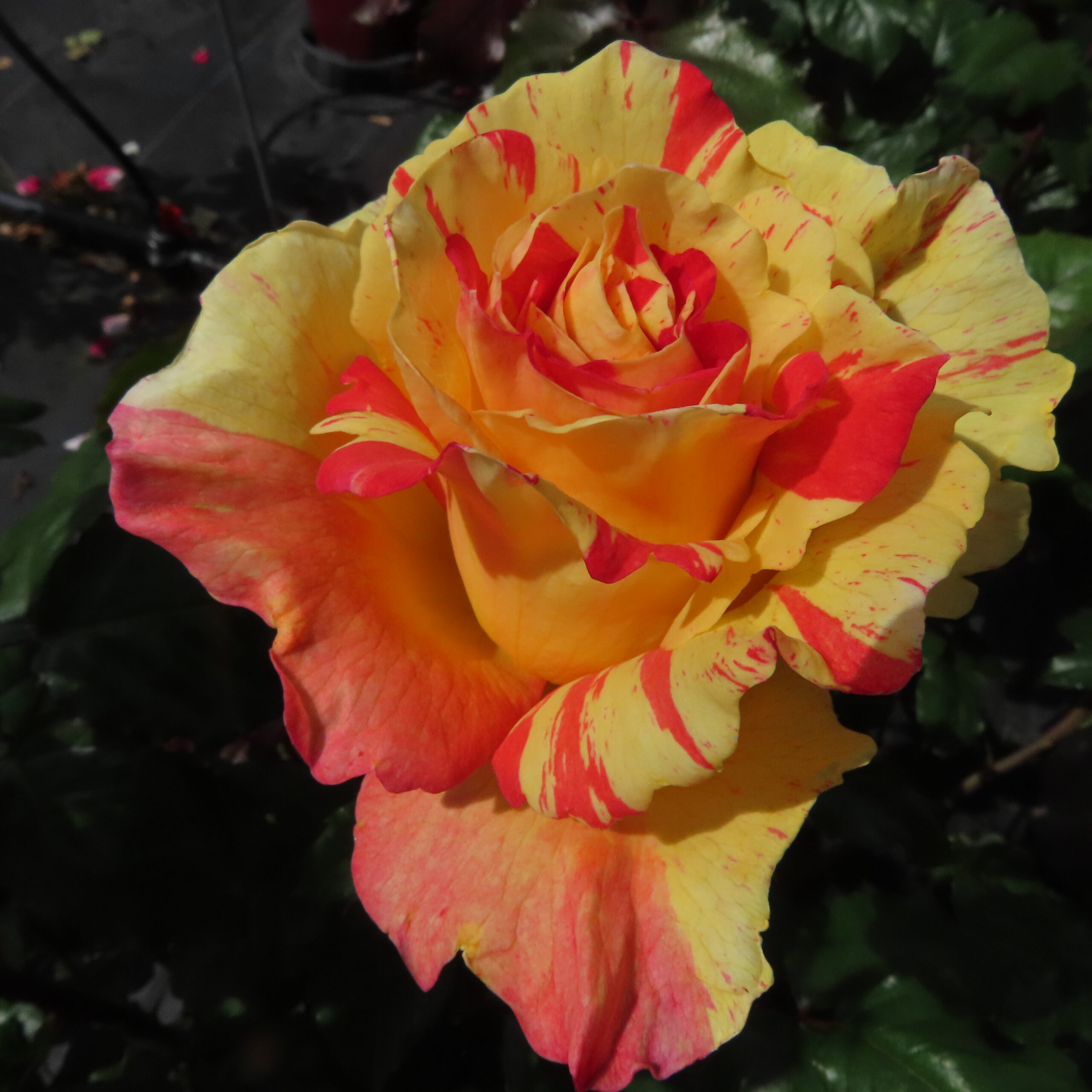 Alan's Sparkle Alan's Sparkle