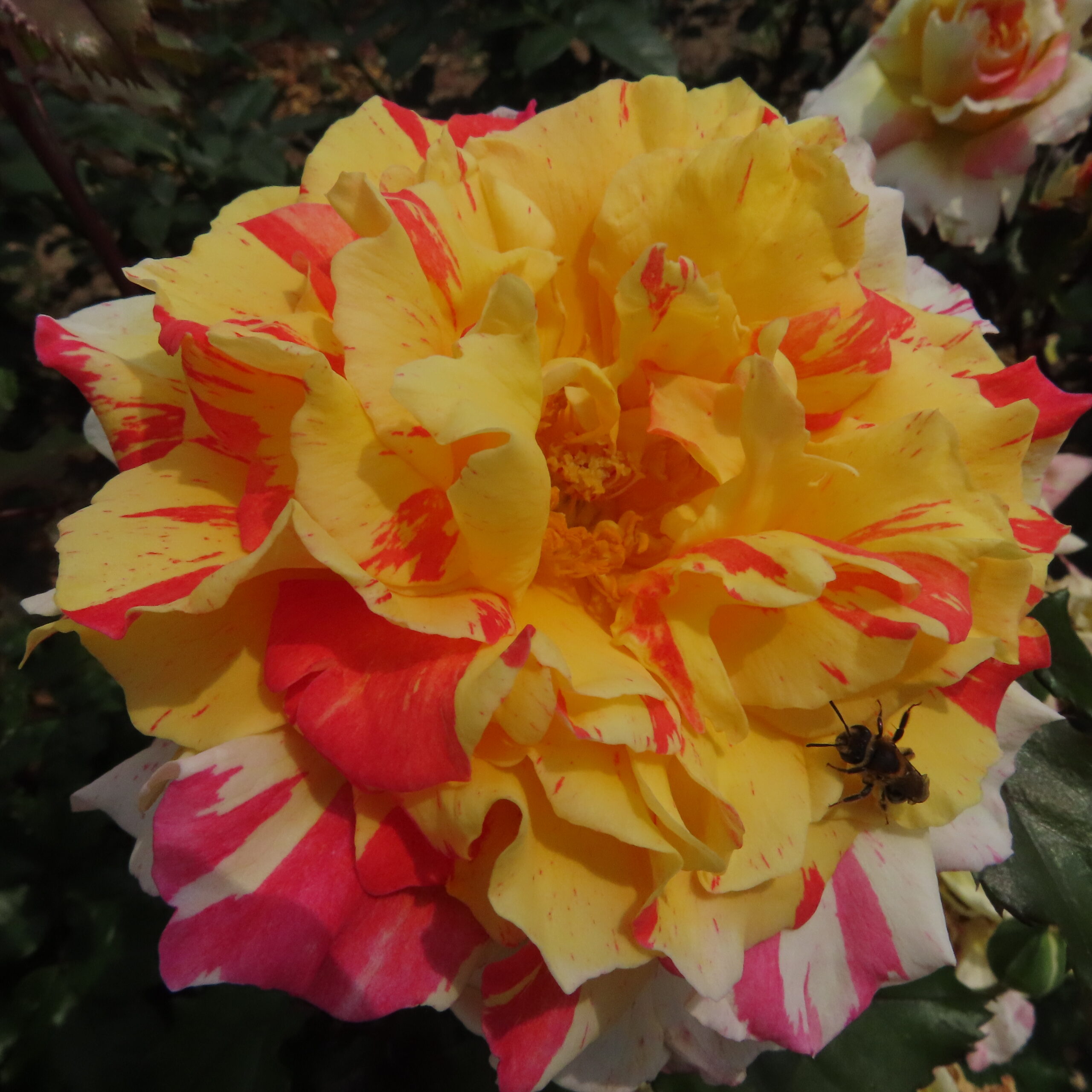 Alan's Sparkle Alan's Sparkle