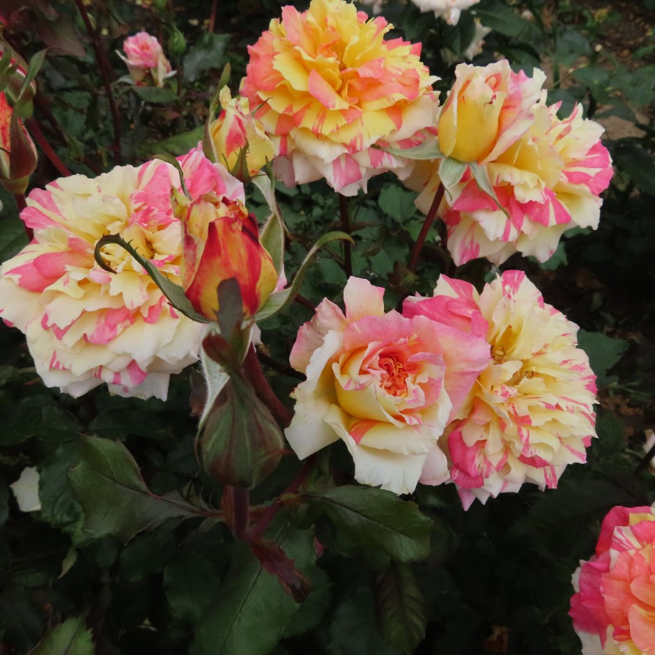 Alan's Sparkle Alan's Sparkle