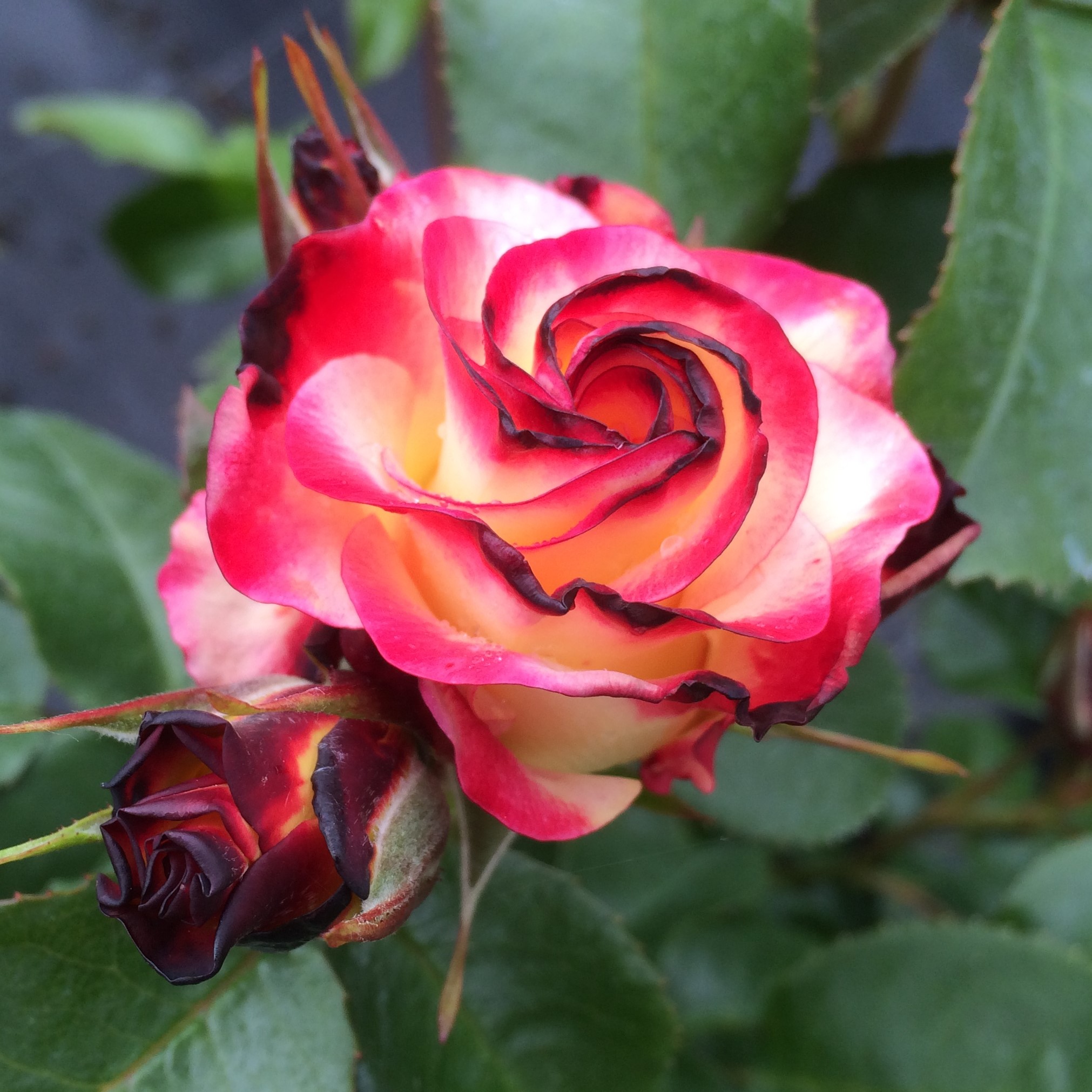 Lorraine's Rose Lorraine's Rose