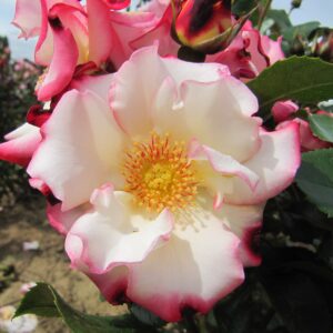 Lorraine's Rose