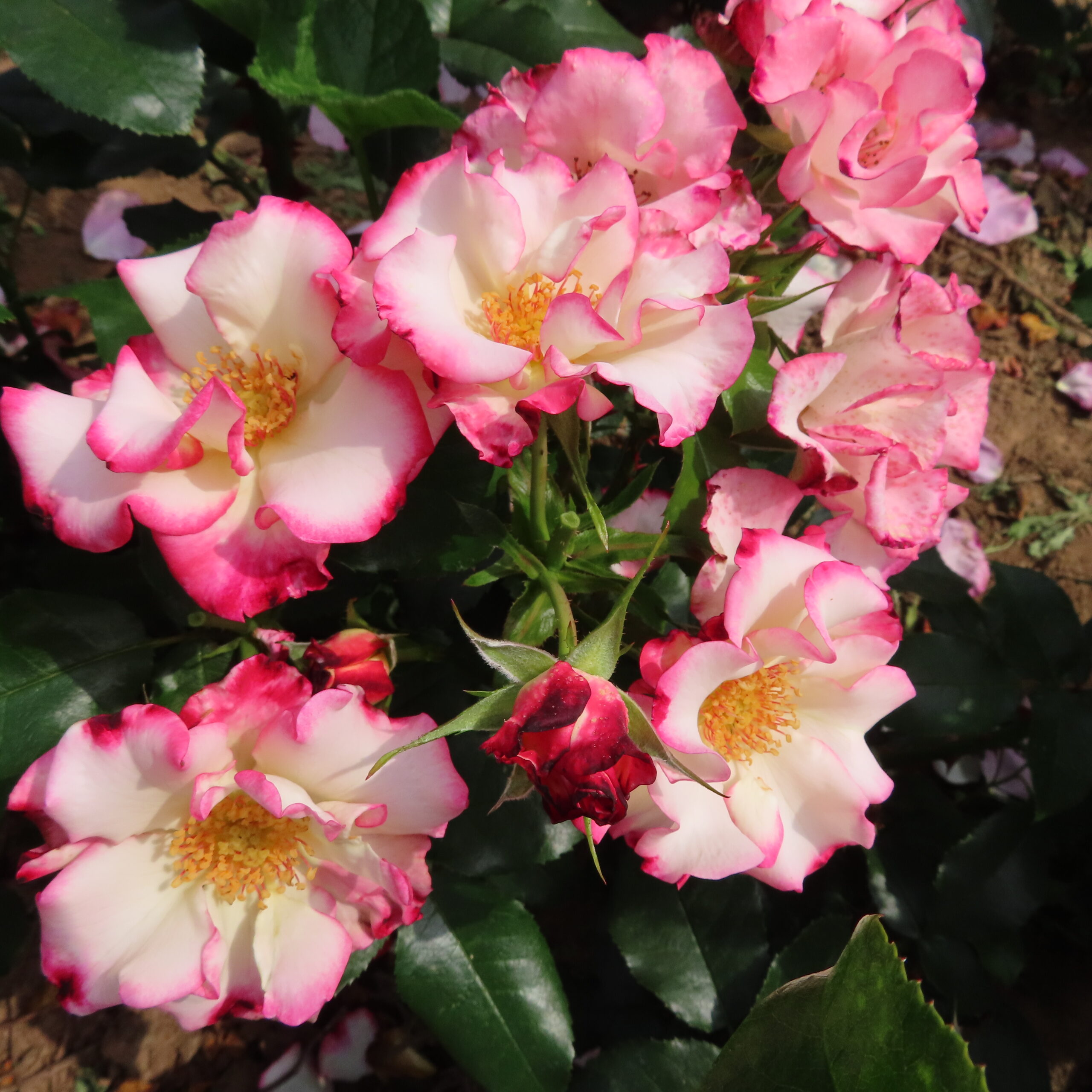 Lorraine's Rose Lorraine's Rose