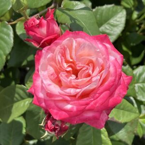 Marie's Rose