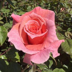 Beth's Glory