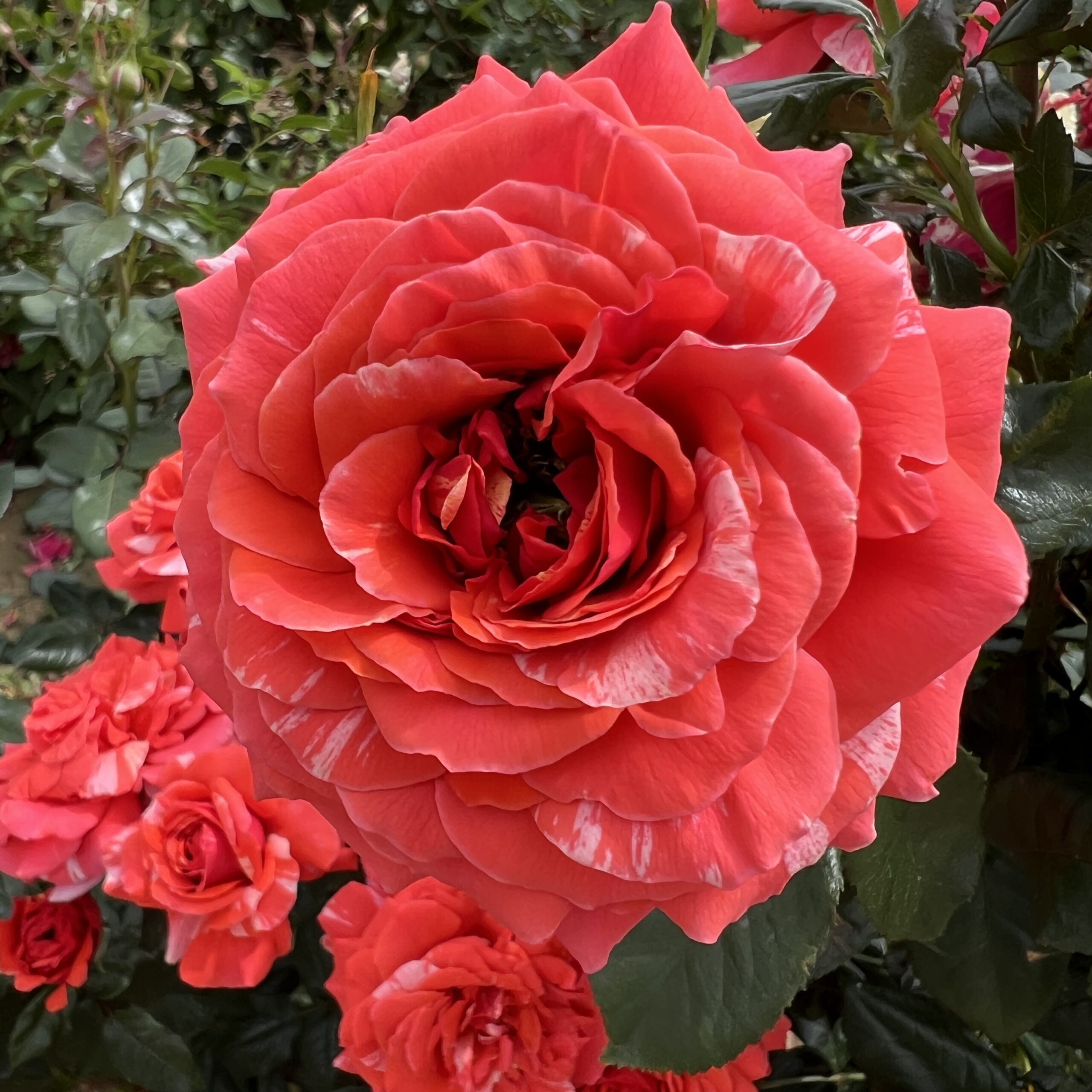 Ronnie's Rose Ronnie's Rose