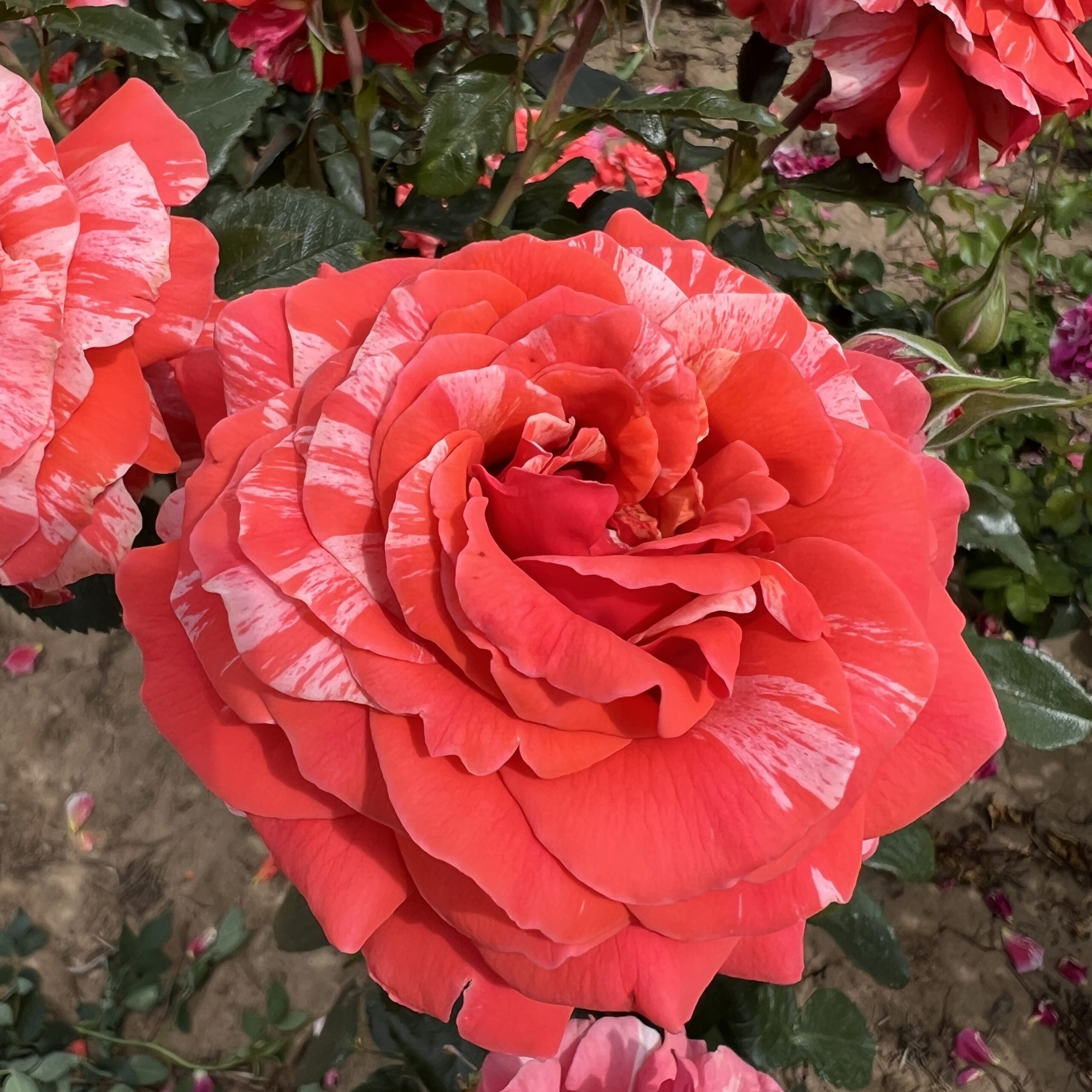 Ronnie's Rose Ronnie's Rose
