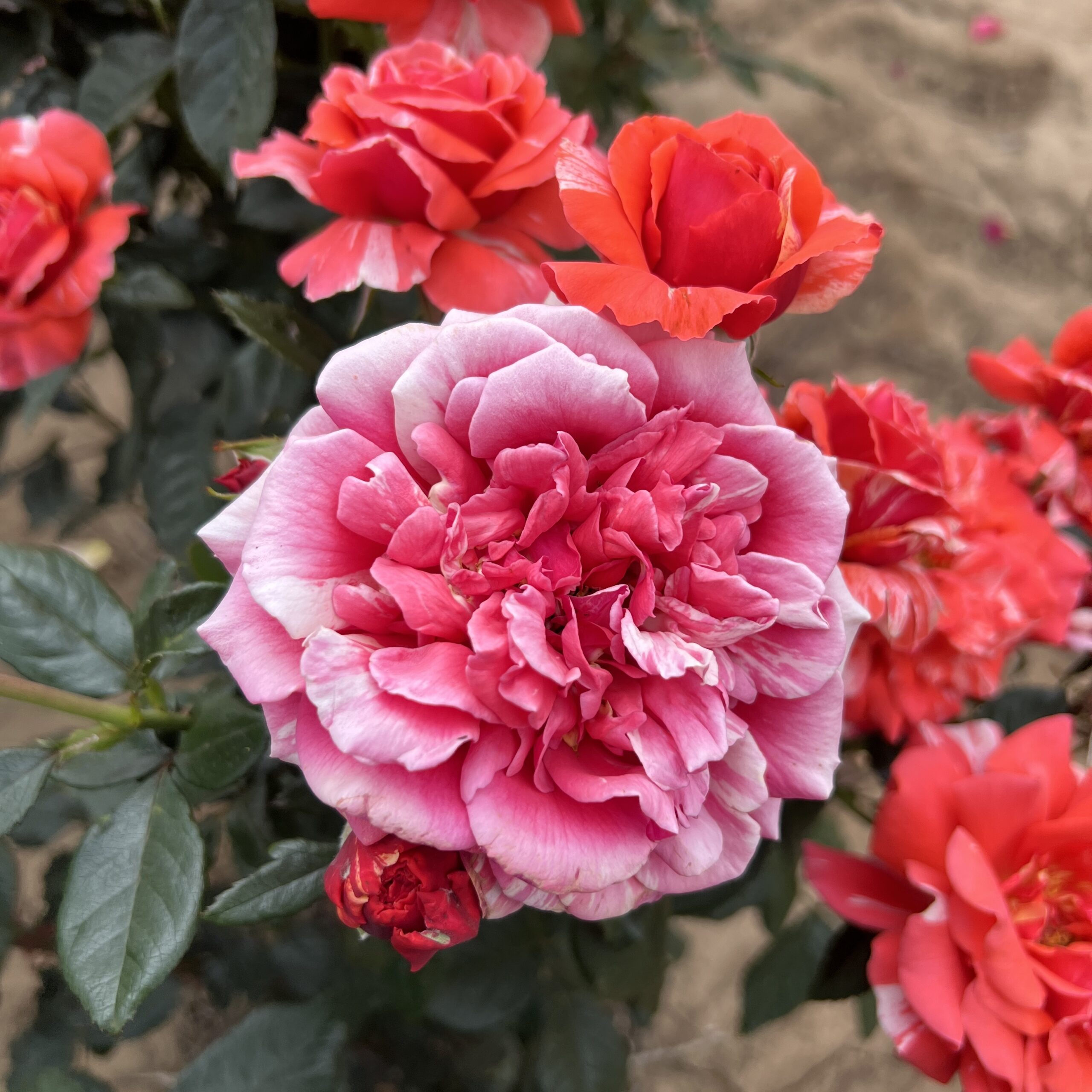 Ronnie's Rose Ronnie's Rose