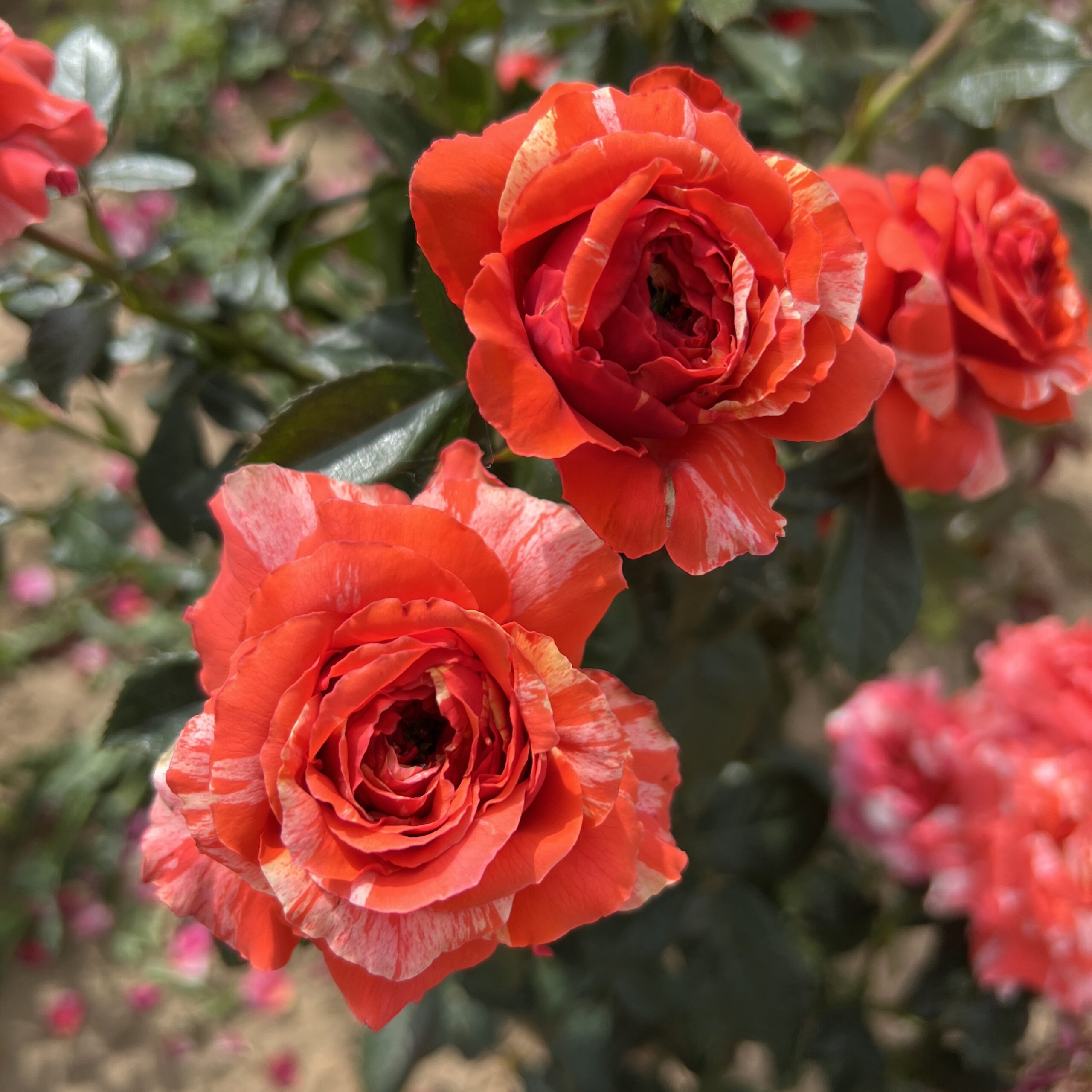 Ronnie's Rose Ronnie's Rose
