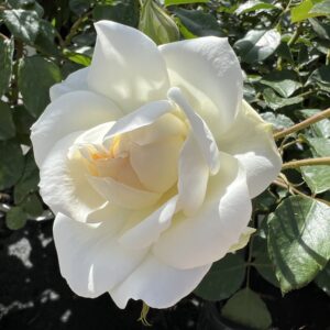 Shangri-La